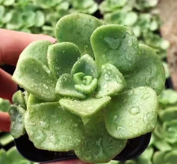 多肉植物 百合莉莉 多肉老桩群生大株多头室内盆栽桌面绿植吸甲醛 - 图2