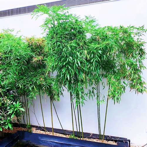 四季青竹毛竹钢竹楠竹常青不落叶盆栽篱笆竹苗地栽绿化苗别墅围墙 - 图3