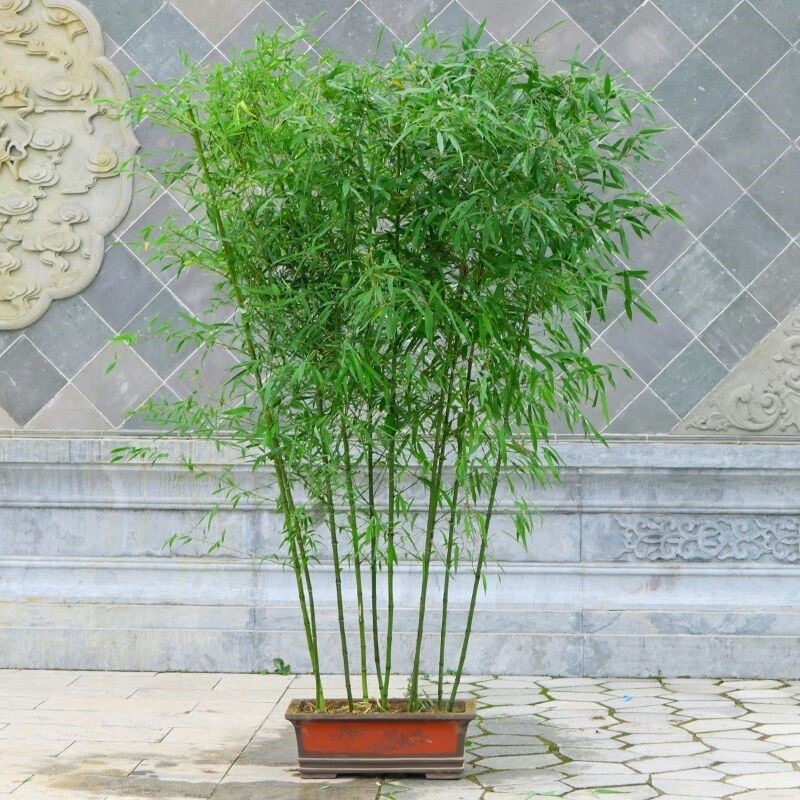 四季青竹毛竹钢竹楠竹常青不落叶盆栽篱笆竹苗地栽绿化苗别墅围墙,淘宝优惠券,粉丝福利购,淘宝优惠卷