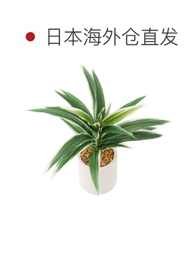 日本直邮NITORI 龙血树28厘米陶土花盆韩式装饰宜得利