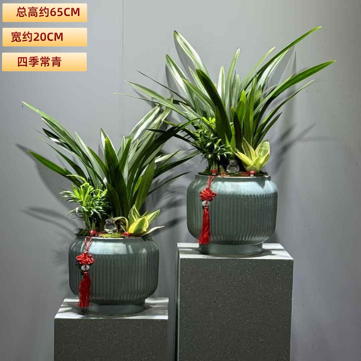 墨兰盆栽室内耐阴花卉客厅办公桌面好养盆景常青植物书房茶几绿植,淘宝优惠券,粉丝福利购,淘宝优惠卷