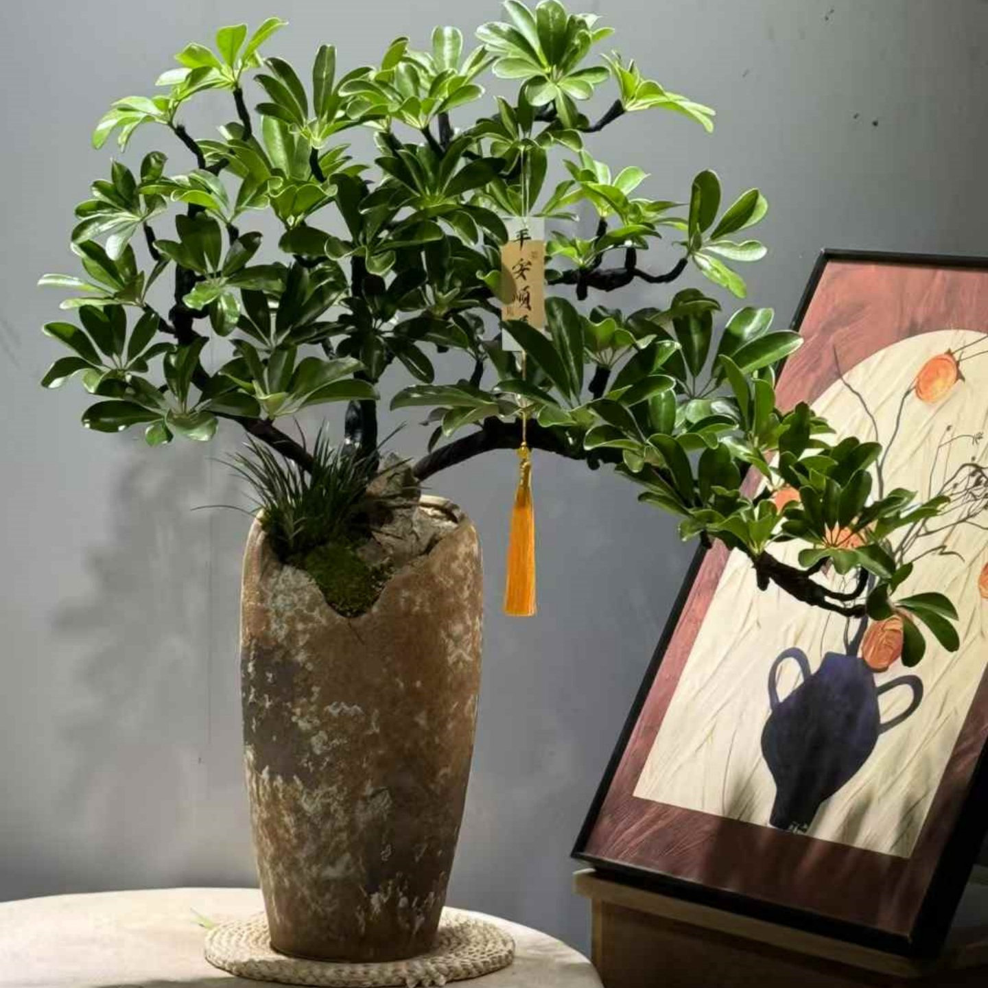 造型鸭脚木盆景室内好养书房茶几意境植物办公桌盆栽八方来财绿植,淘宝优惠券,粉丝福利购,淘宝优惠卷