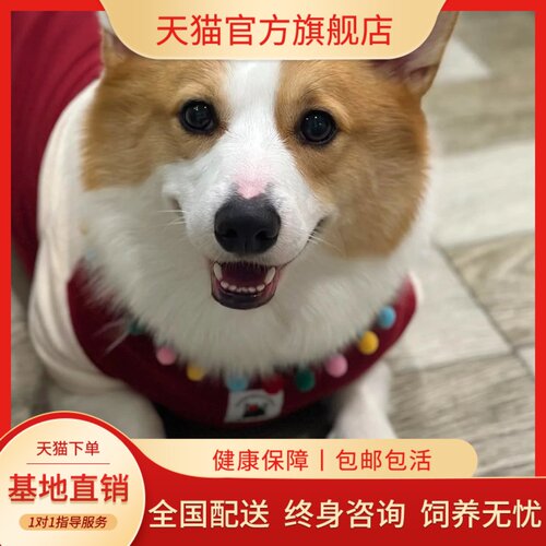 纯种柯基幼犬威尔士两色三色小短腿柯基犬活体小型犬家养宠物狗狗 - 图2