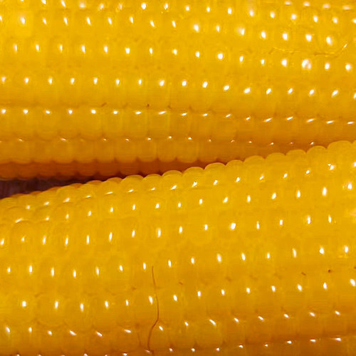 臻淳粮甜纯糯玉米臻淳粮甜新鲜粘苞米东北黑龙江非转基因小粒黄黏 - 图2