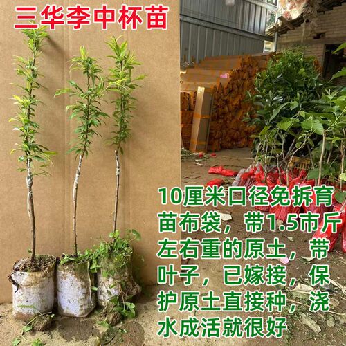 正宗钱排三华李子树苗红心嫁接蜂糖早熟三月李子树水果苗南方种植 - 图2