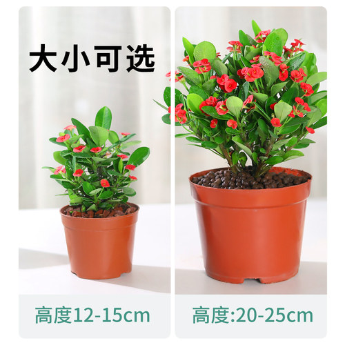 虎刺梅花卉盆栽易活植物室内办公室阳台耐旱铁海棠花四季开花不断 - 图2