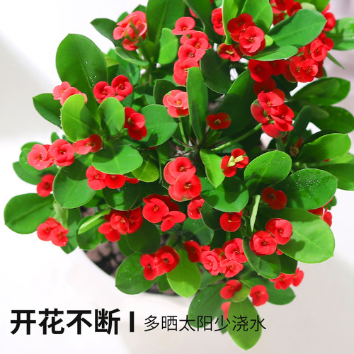 虎刺梅花卉盆栽易活植物室内办公室阳台耐旱铁海棠花四季开花不断 - 图0