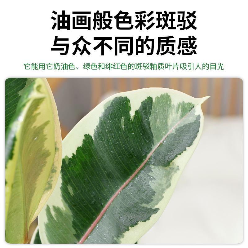 花叶橡皮树绿植室内盆栽植物花卉办公室电视柜旁边四季好养花金刚-图0