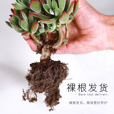 丸叶锦晃星老桩多肉植物花卉盆栽室内外好养大株超大特大肉肉绿植 虎窝淘