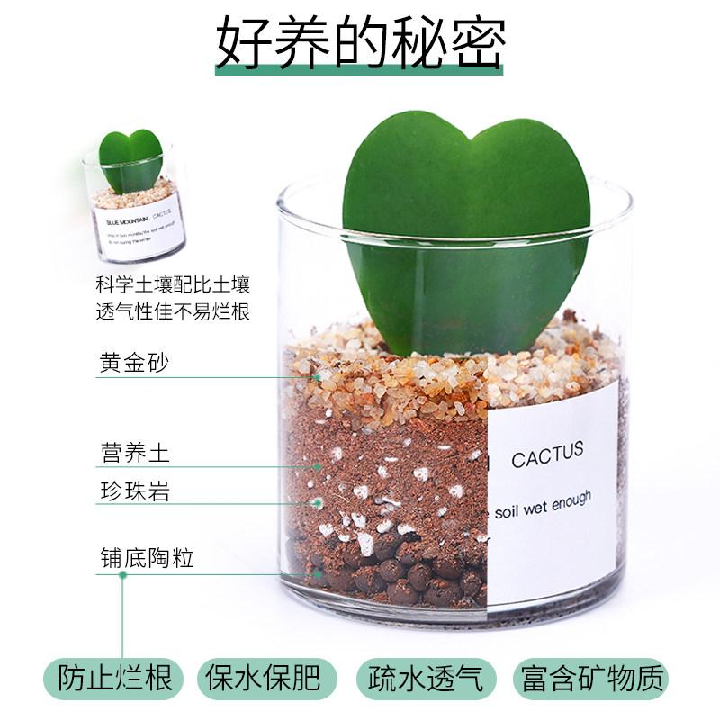 多肉植物仙人掌盆栽室内肉肉仙人球小植物开花办公室工位桌面绿植,淘宝优惠券,粉丝福利购,淘宝优惠卷