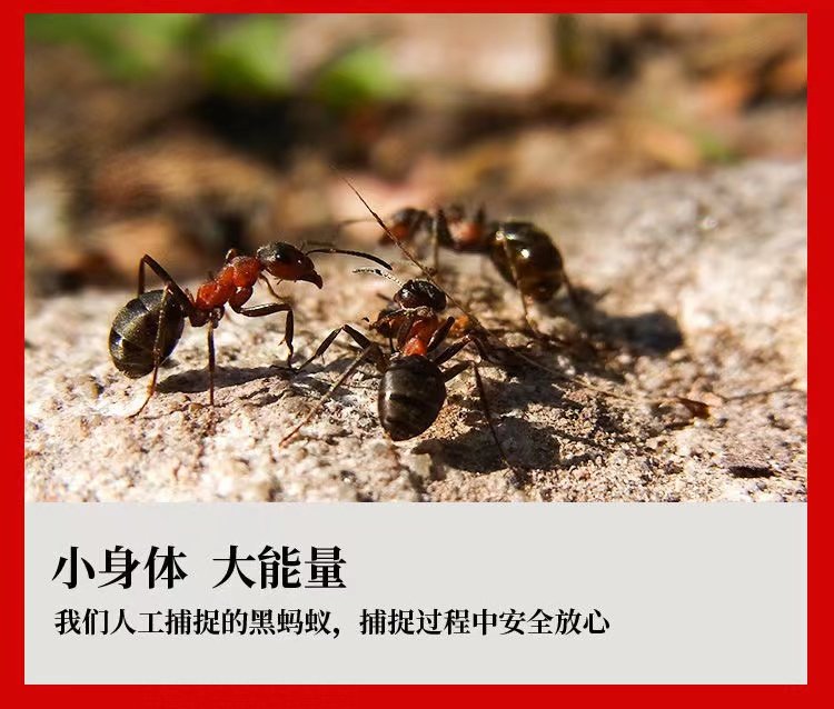 广西黑蚂蚁中药材黑蚂蚁干非长白山中药饮片泡酒料另售透膏草CF,淘宝优惠券,粉丝福利购,淘宝优惠卷