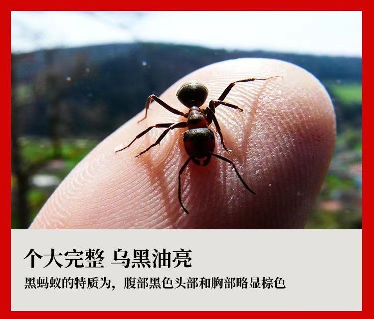 广西黑蚂蚁中药材黑蚂蚁干非长白山中药饮片泡酒料另售透膏草CF,淘宝优惠券,粉丝福利购,淘宝优惠卷