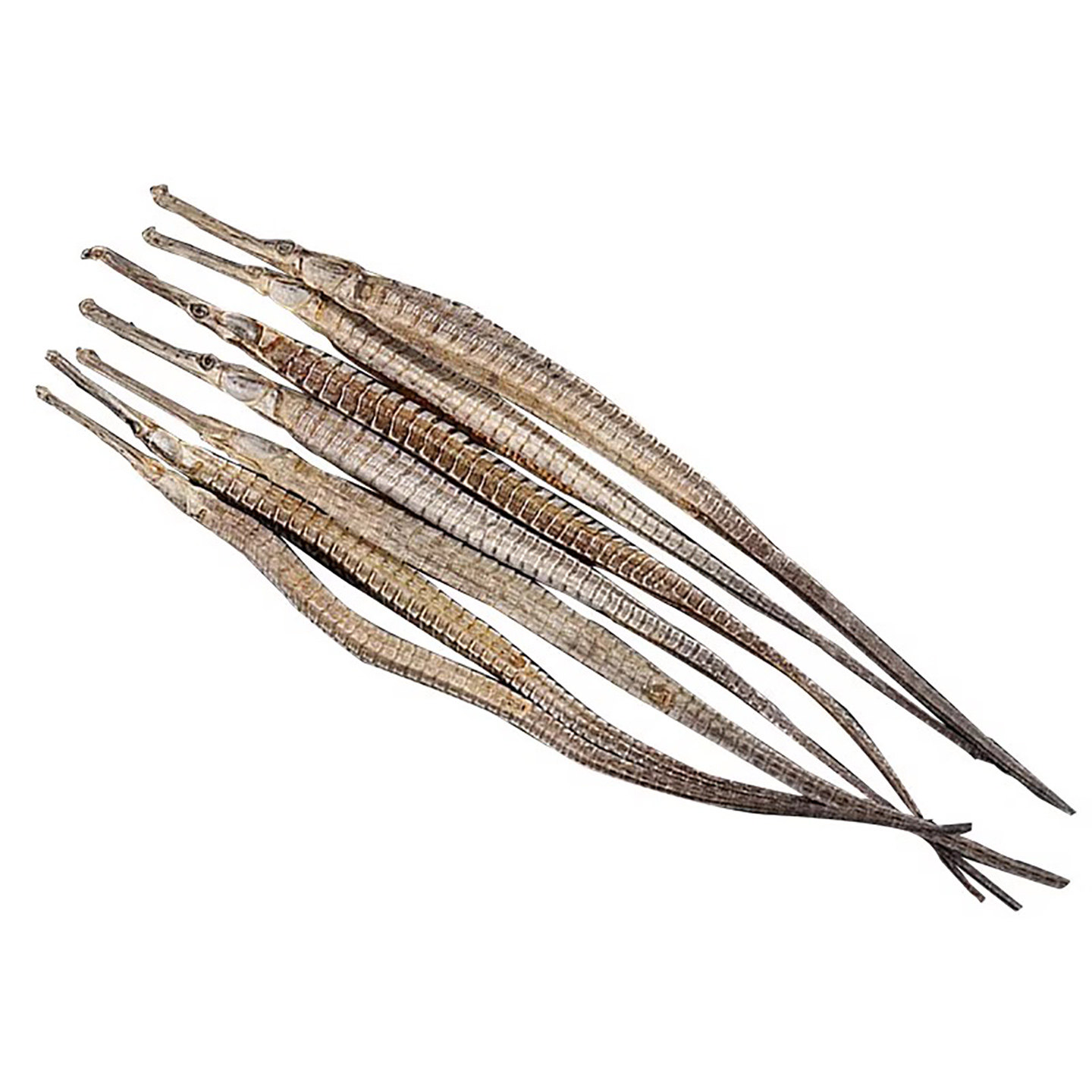 海龙干货中药材四角海龙中药饮片男性滋补泡酒尖海龙大海龙鱼干CF,淘宝优惠券,粉丝福利购,淘宝优惠卷