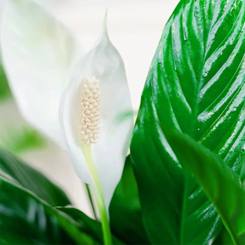 白掌盆栽一帆风顺水培植物办公室内花卉水养水培绿植红掌净化空气
