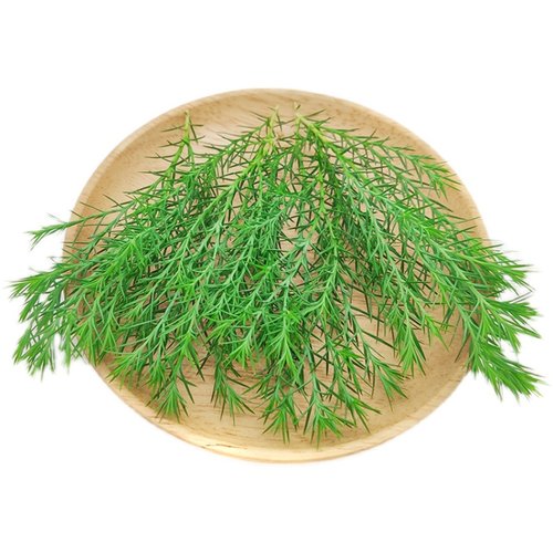 新鲜绿松绒松非黄金柳芽20支盒酒店餐厅摆盘装饰西餐日料点缀花草 - 图3