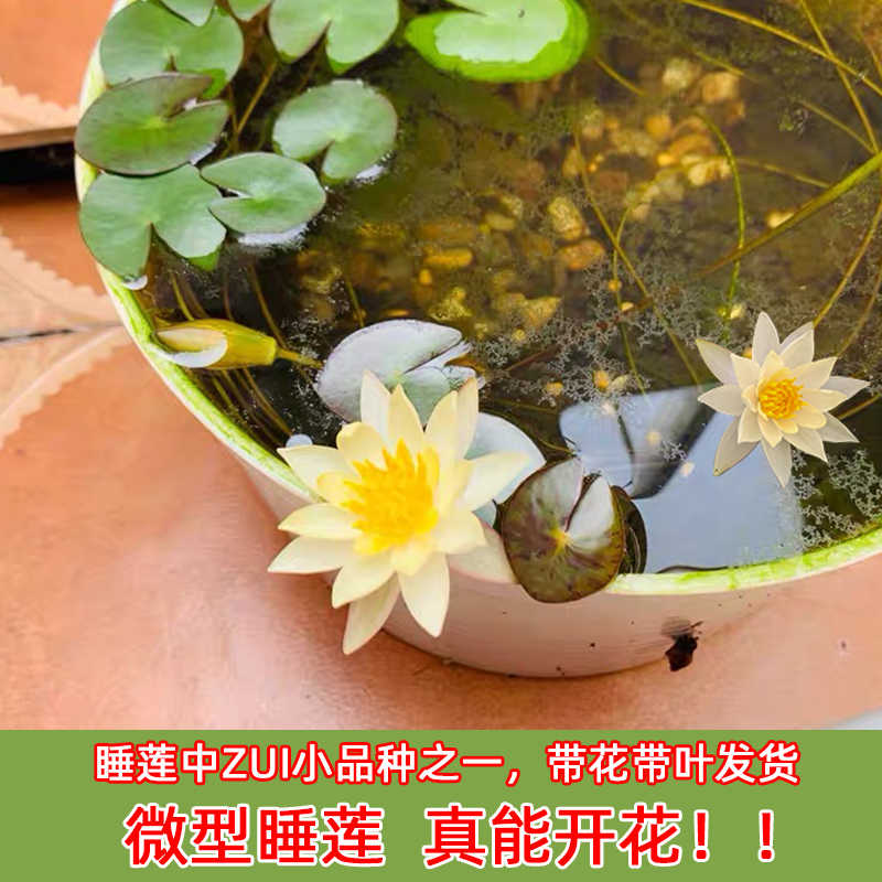 迷你莲睡莲 新人首单立减十元 22年5月 淘宝海外 迷你莲睡莲 新人首单立减十元 22年5月 淘宝海外
