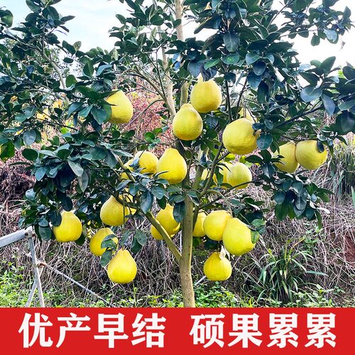 柚子树苗嫁接容县沙田柚桂红白肉三红蜜柚泰国红宝石四季青柚带土 - 图1