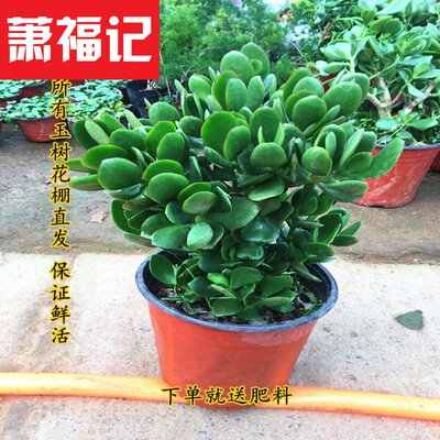 玉树盆栽苗老桩大叶多肉植物燕子掌喜阴好养室内客厅绿植花卉包邮 虎窝淘