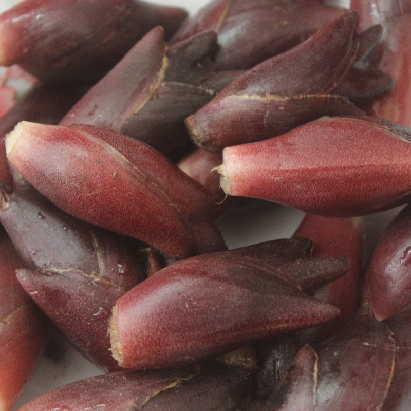 洋河姜苗阳荷姜种苗茗荷洋荷姜种子阳藿山姜莲花姜种阳荷根苗1斤 物联网设备 物联网传感器 智能家居及智能设备商城