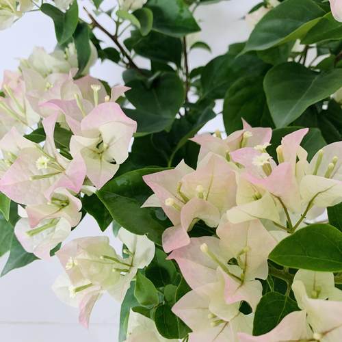 2【绿樱】三角梅盆栽室内阳台庭院好养花卉四季开 花爬藤好养 - 图1