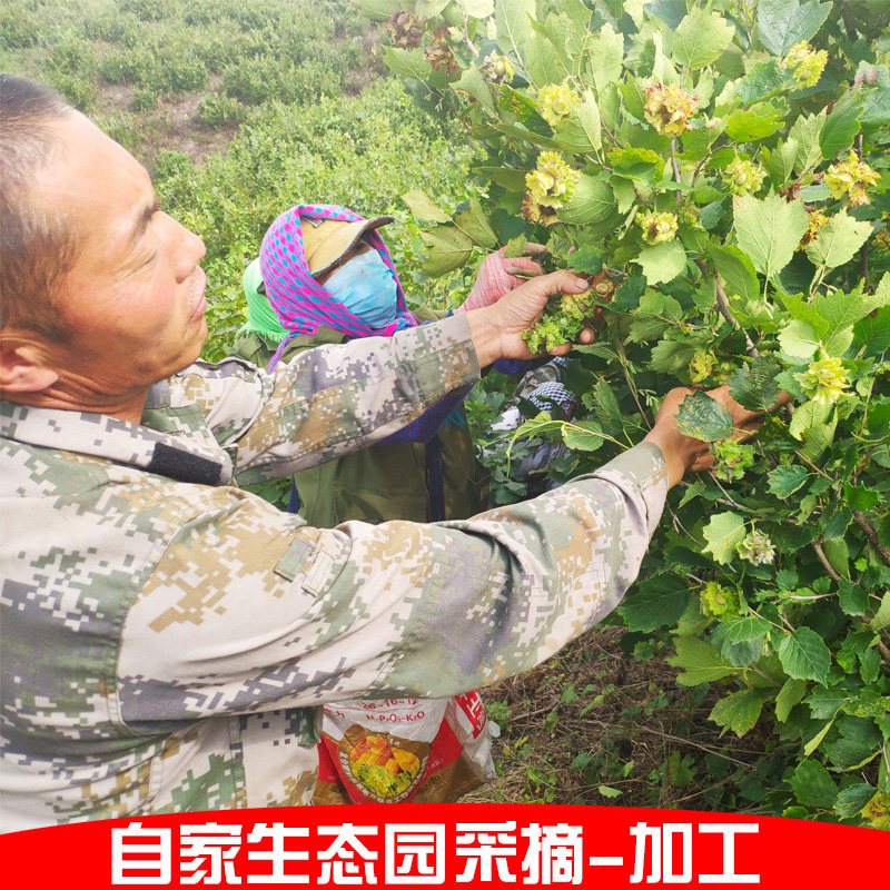 木乃壳东北榛仁新鲜榛果特产坚果 木乃壳榛子