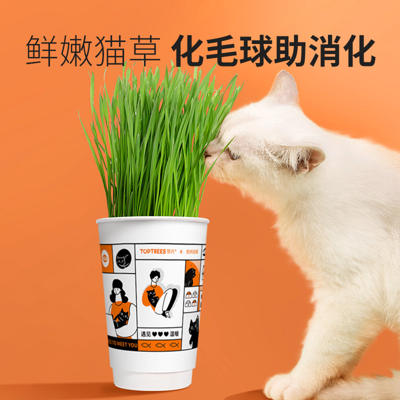 Toptrees领先猫草水培猫薄荷草盆栽土壤种植套装小麦种子猫咪化毛 Toptrees宠物食品旗舰店 淘优券