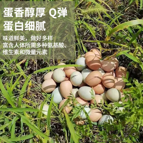 怡博士新鲜土鸡蛋正宗农家散养新鲜鸡蛋柴鸡蛋草鸡蛋笨鸡蛋乌鸡蛋-图1