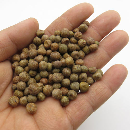 麻豌豆苗种子芽苗菜家庭阳台无土栽培豌豆菜苗四季豌豆苗种子包邮 - 图2