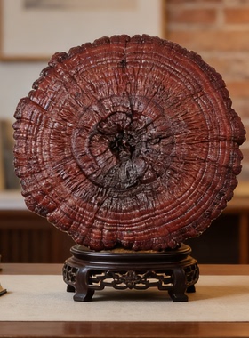 96-99cm大灵芝禅意客厅装饰摆件