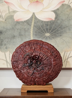 70-79厘米整枝灵芝禅意摆件佳品