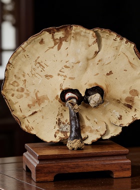 中式天然大灵芝桌面摆件开业礼