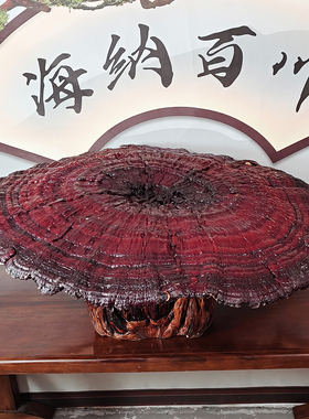 1米1特大灵芝摆件高端大气送礼