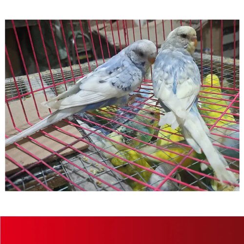 特色大头虎皮鹦鹉活体观赏鹦鹉活物说话鸟国血云斑珍珠金彩活物宠 - 图2