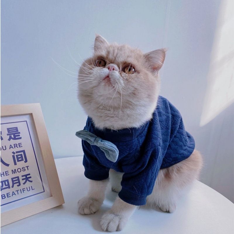 布偶猫专用衣服猫咪秋冬季防掉毛冬天穿的保暖可爱猫猫小奶猫秋装-图2