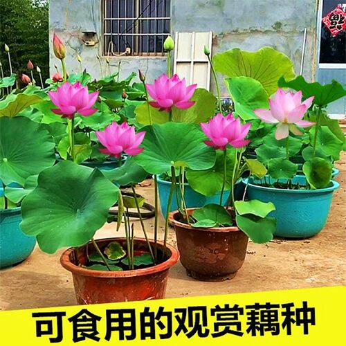 莲藕种根苗荷花苗盆栽水养莲花大型花苗池塘观赏睡莲水培四季藕苗 - 图1