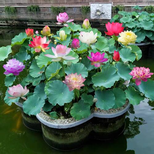 莲藕种根苗荷花苗盆栽水养莲花大型花苗池塘观赏睡莲水培四季藕苗 - 图2
