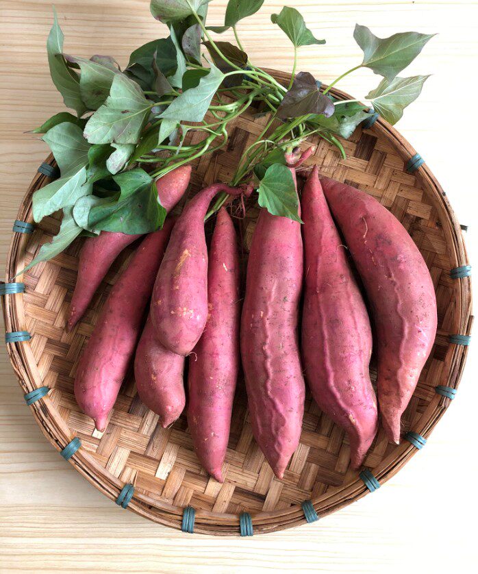 红薯新鲜10稻意庄园 稻意庄园番薯