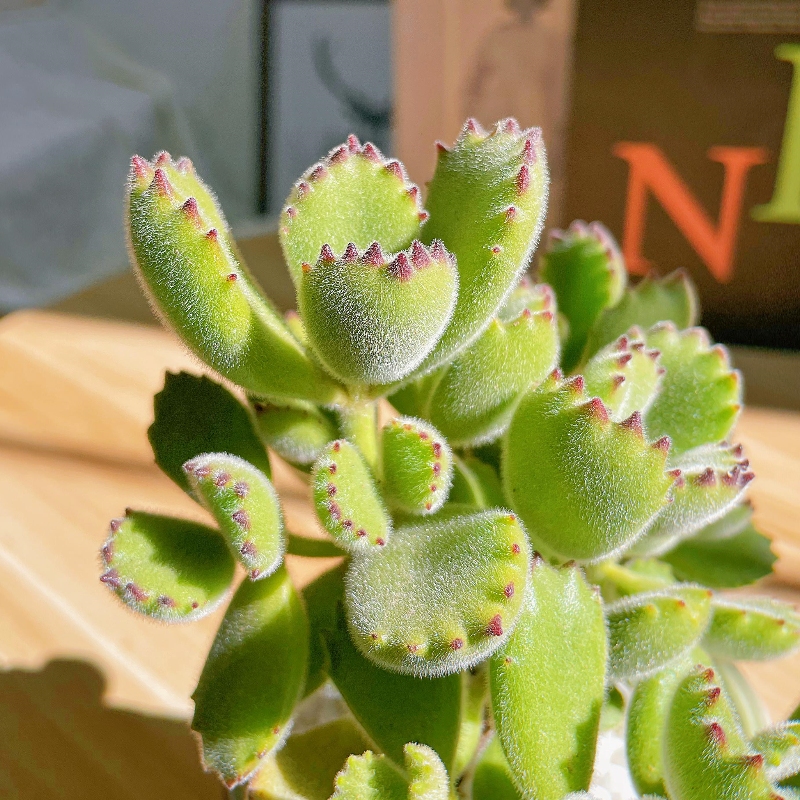 精品多肉熊童子多肉植物室内桌面奇趣小盆栽超萌肉肉熊爪多头群生-图1