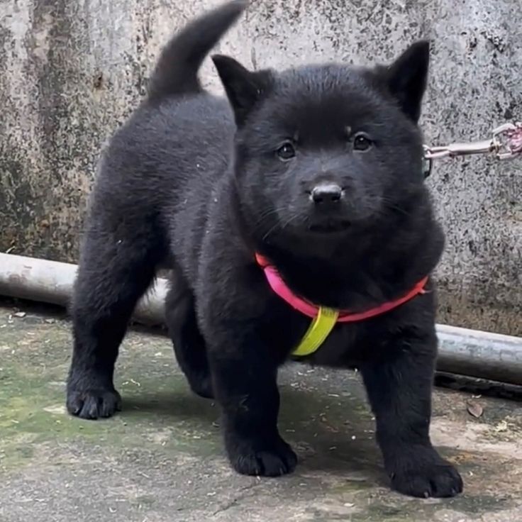 潮汕五红犬狗崽五红犬虎斑红色土狗土猎犬中华田园犬五黑犬打猎犬-图0