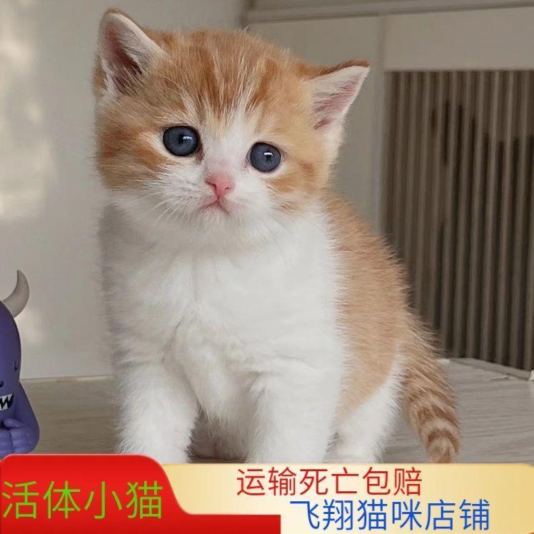 中华田园猫活体橘白猫橘猫狸猫狸白猫黑猫白马哦奶牛猫三花猫幼崽-图2