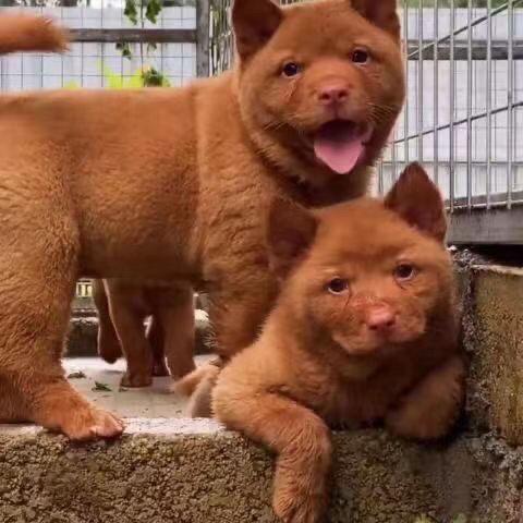 潮汕五红犬五黑犬狗崽狗狗虎斑犬红色土狗中华田园犬土猎犬看门狗 - 图2