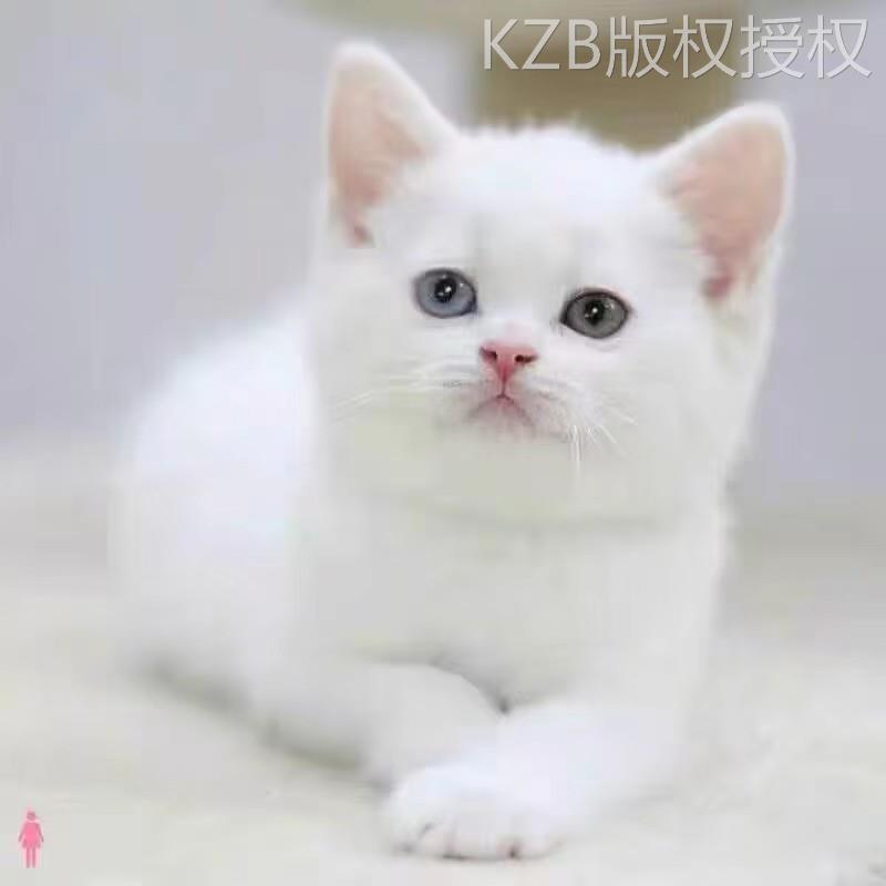 土猫中华田园猫三花猫奶牛猫狸花猫狸白猫橘白猫捕鼠猫纯白猫玄猫-图0