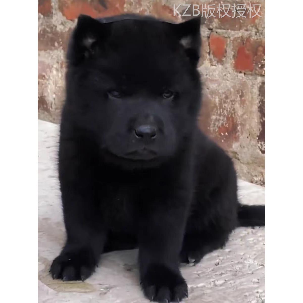 中华田园犬广西土猎犬五黑犬虎斑犬幼犬狗崽狗狗活物黄色狗狗活体 - 图3