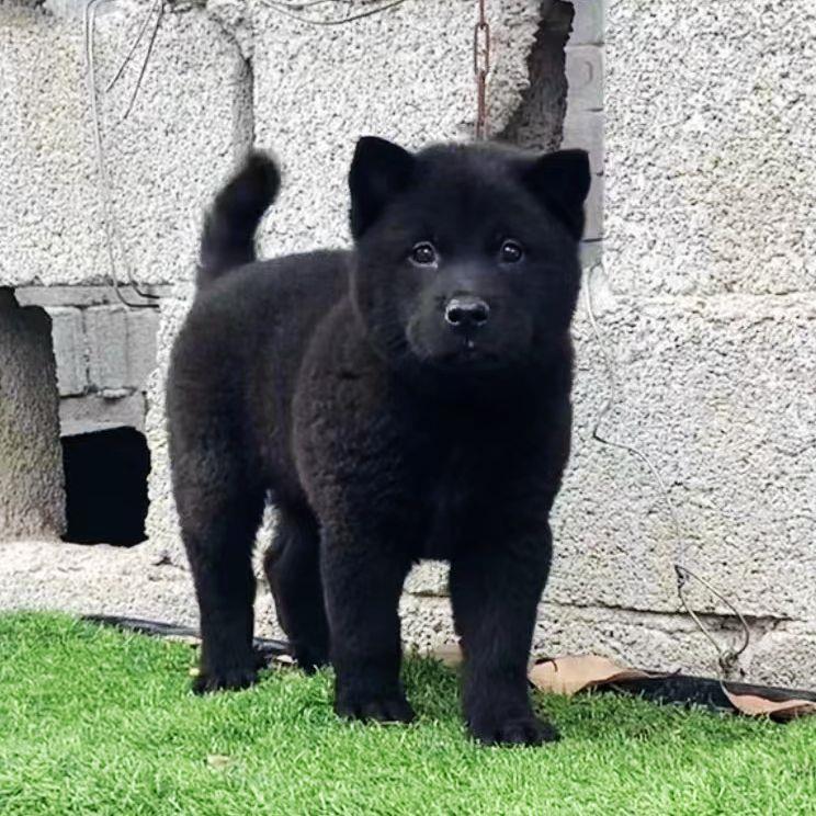 广西土猎犬五黑犬中华田园犬赶山犬巡山犬土狗活体看家护院大型犬 - 图3