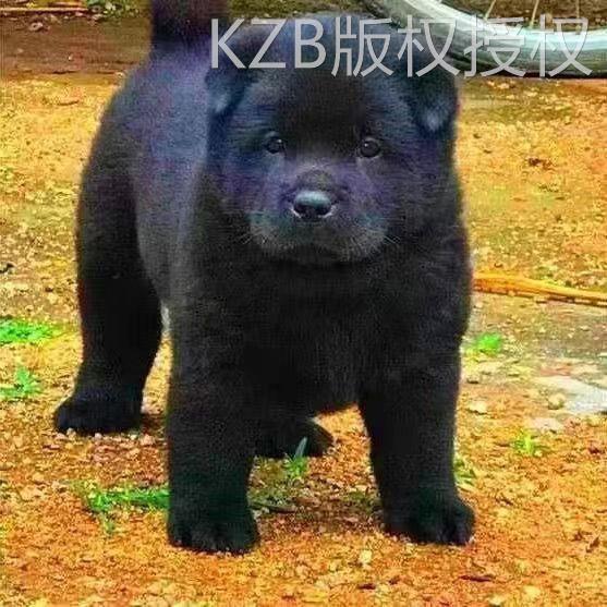 五黑犬中华田园犬大型犬赶山犬巡山犬狩猎犬打猎犬大骨架幼崽活物 - 图0