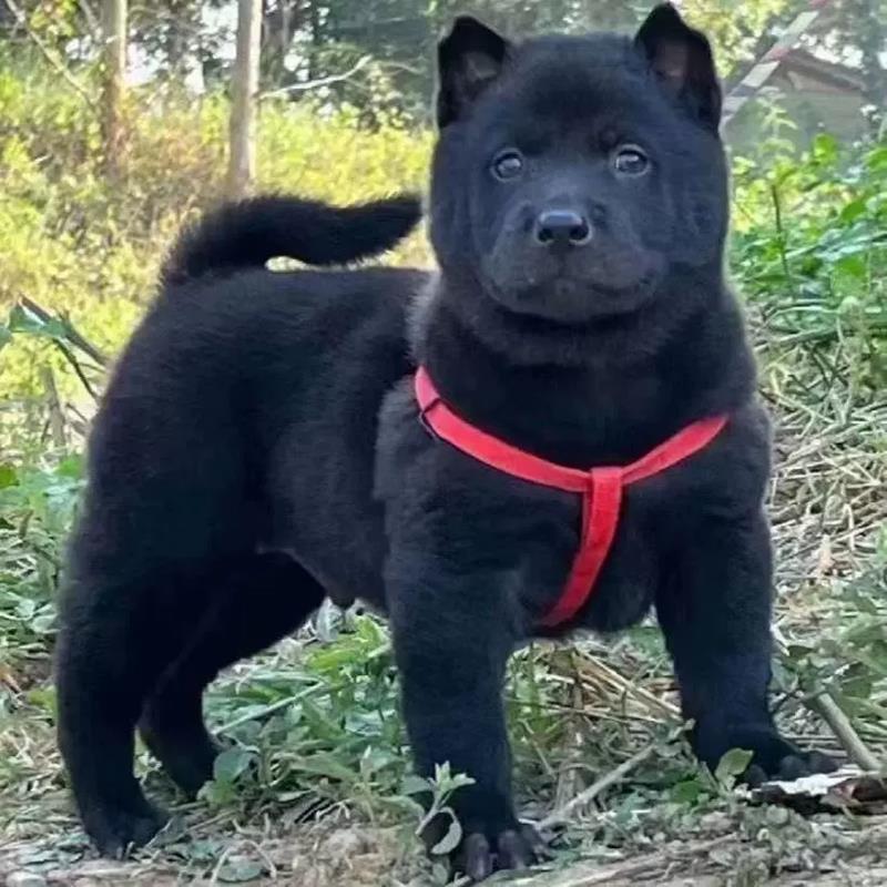 广西土猎犬幼犬虎头虎斑色狗狗赶山犬五黑犬猎犬幼崽活物狗黑狗犬 - 图3