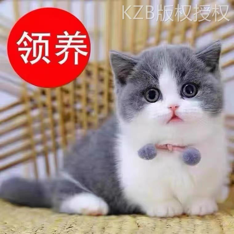 猫咪活物宠物幼猫奶牛猫三花猫便宜美短小猫蓝猫金银渐层猫猫橘猫-图3