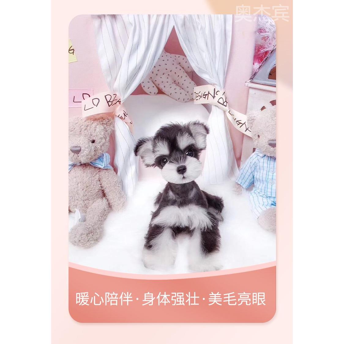 巨贵犬网红巨贵幼犬巨型贵宾犬泰迪犬幼犬活体贵宾犬白色巨贵小狗-图3