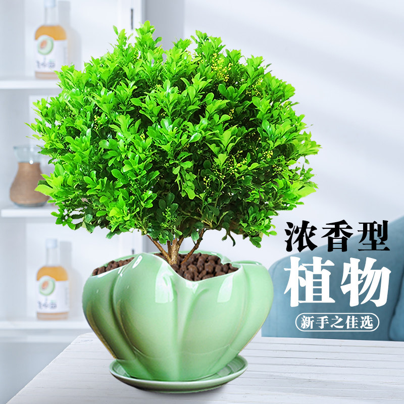 米兰花盆栽花卉室内浓香型四季花苗 花香浓郁老桩大株原土发货成活率高好养 云中御旗舰店 淘优券