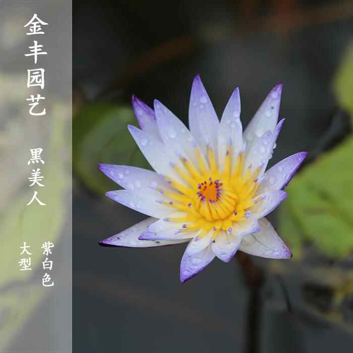 荷蓮根 新人首單立減十元 22年3月 淘寶海外